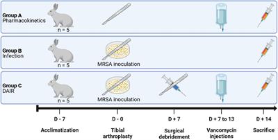 Development of an innovative in vivo model of PJI treated with DAIR